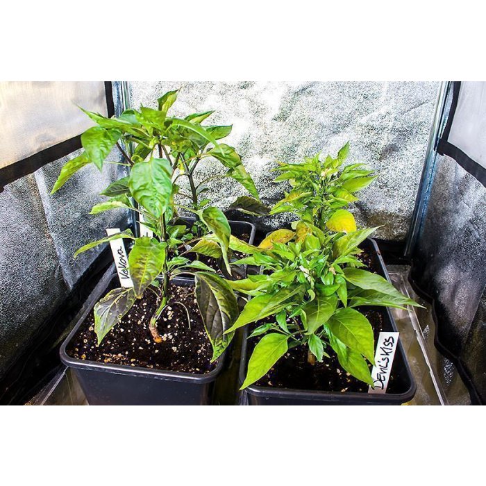 Plagron Lightmix 50L  Flexibles Substrat